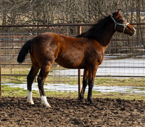 Winners choice!!! Chance at choice of 2025 stud colt by Guys Canyon Moon o/o Bige Hearted Mama by Furyofthewind OR Dm High Roller x Aprils Ecco by Bully Bullion